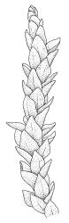 Calliergon richardsonii, shoot, dry. Drawn from C.J. Burrows s.n., Feb. 1971, CHR 343073.
 Image: R.C. Wagstaff © Landcare Research 2014 